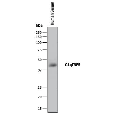 C1QTNF9 Antibody in Western Blot (WB)