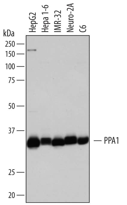 PPA1 Antibody in Western Blot (WB)
