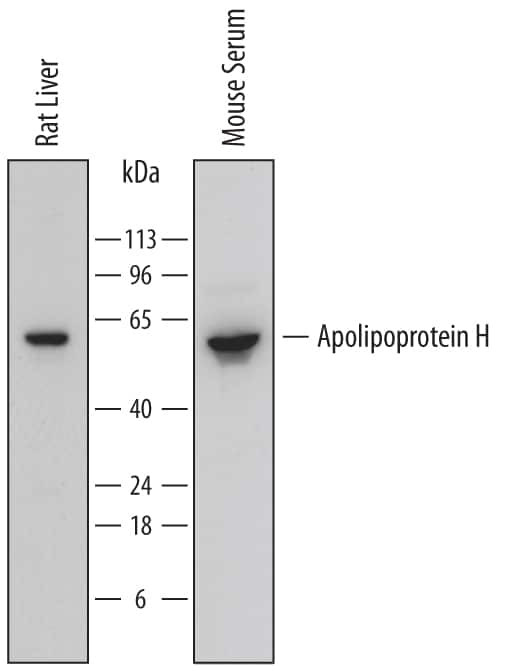 Apolipoprotein H Antibody in Western Blot (WB)