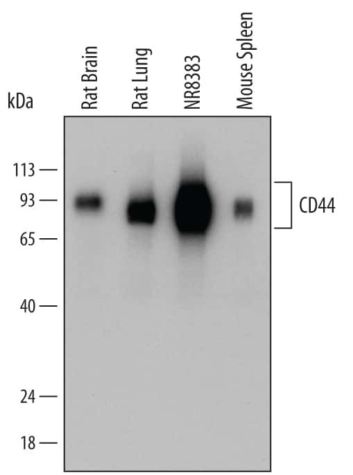 CD44 Antibody in Western Blot (WB)