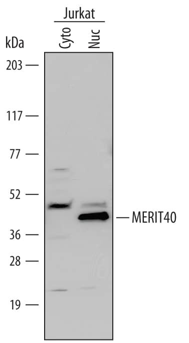 BABAM1 Antibody in Western Blot (WB)