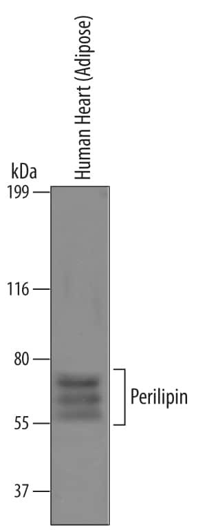 Perilipin 1 Antibody in Western Blot (WB)