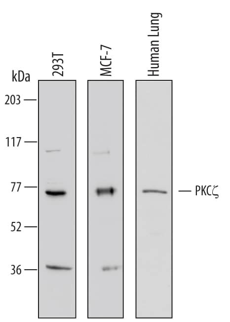 PKC zeta Antibody in Western Blot (WB)
