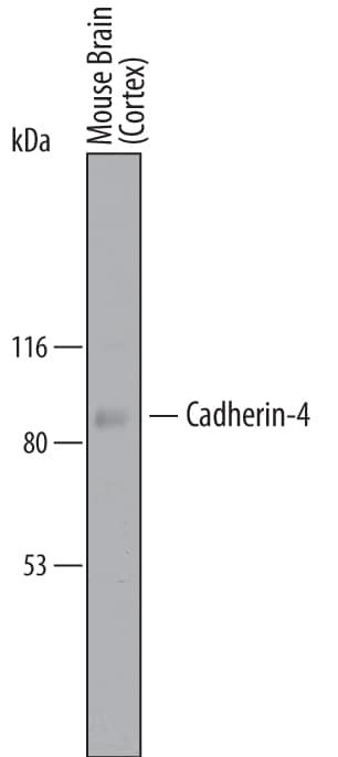 CDH4 Antibody in Western Blot (WB)