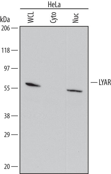 LYAR Antibody in Western Blot (WB)