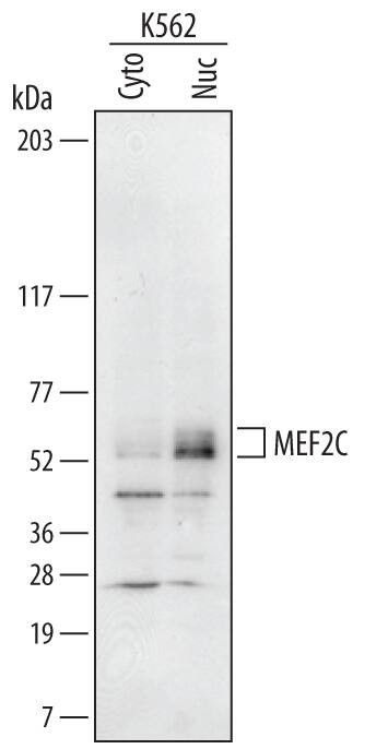 MEF2C Antibody in Western Blot (WB)