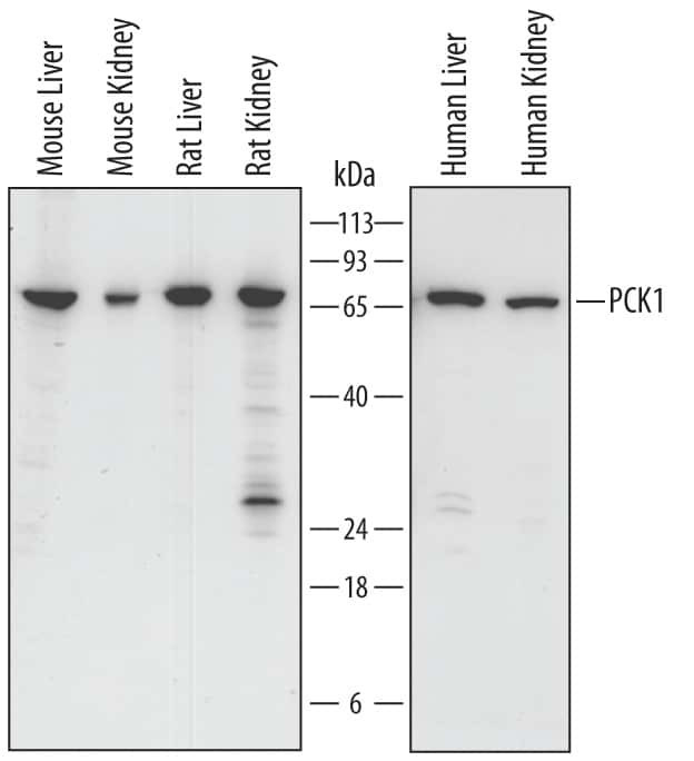 PCK1 Antibody in Western Blot (WB)
