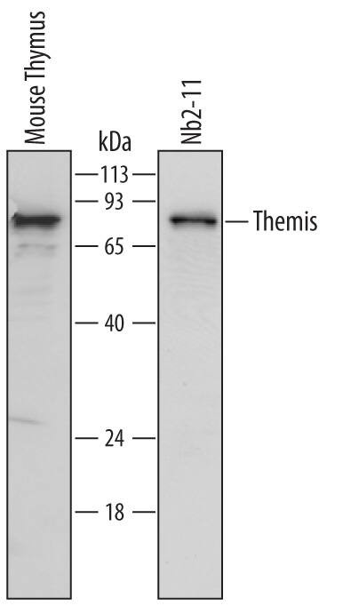 Themis Antibody in Western Blot (WB)