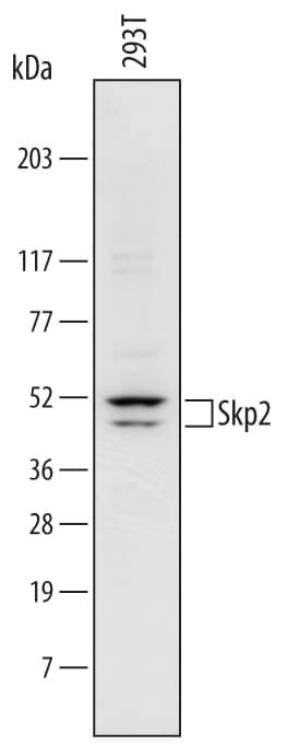 SKP2 Antibody in Western Blot (WB)