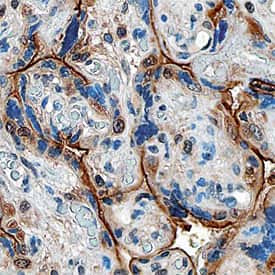 PGF Antibody in Immunohistochemistry (Paraffin) (IHC (P))