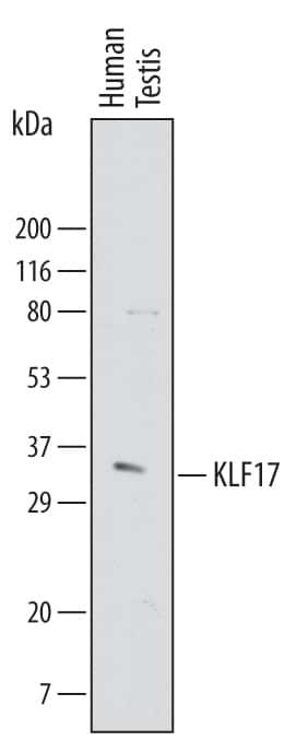 KLF17 Antibody in Western Blot (WB)