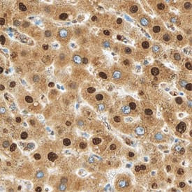 MTF2 Antibody in Immunohistochemistry (Paraffin) (IHC (P))