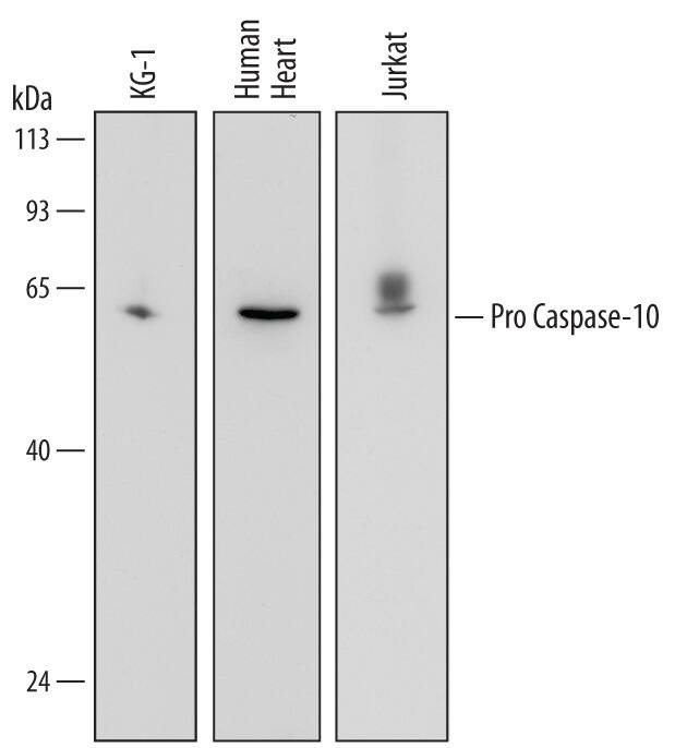 pro-Caspase 10 Antibody in Western Blot (WB)