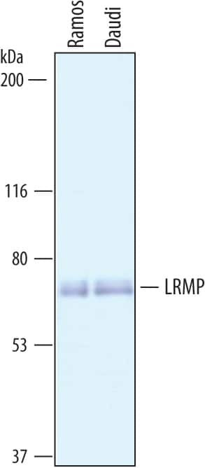 Lrmp Antibody in Western Blot (WB)