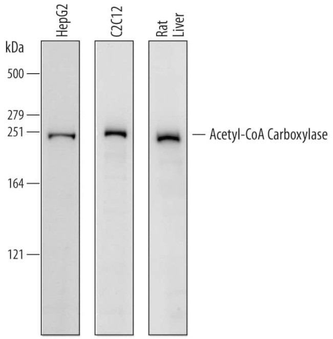 Acetyl-CoA Carboxylase Antibody in Western Blot (WB)