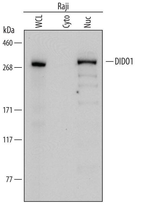DATF1 Antibody in Western Blot (WB)
