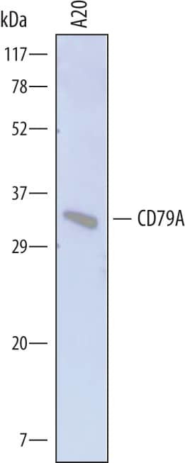 CD79a Antibody in Western Blot (WB)