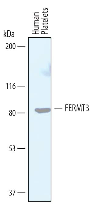 Kindlin 3 Antibody in Western Blot (WB)