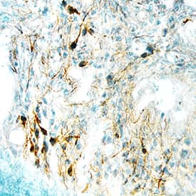 DHH Antibody in Immunohistochemistry (Frozen) (IHC (F))