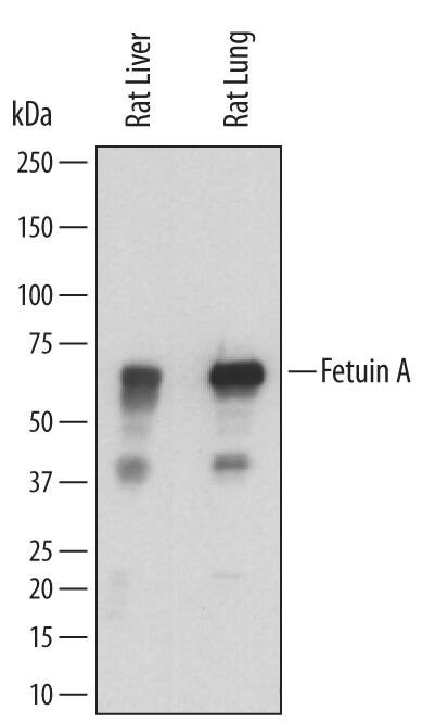 Fetuin A Antibody in Western Blot (WB)