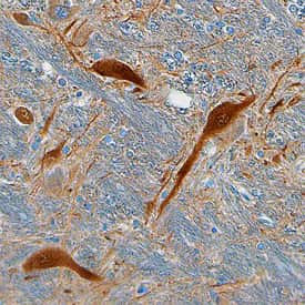 Gephyrin Antibody in Immunohistochemistry (Paraffin) (IHC (P))