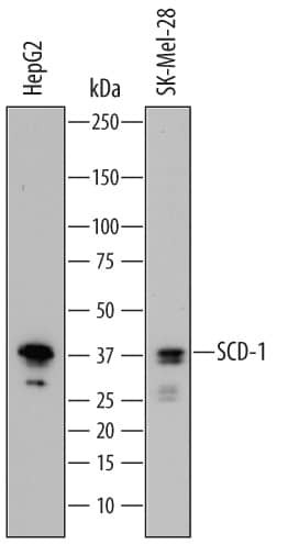 SCD Antibody in Western Blot (WB)