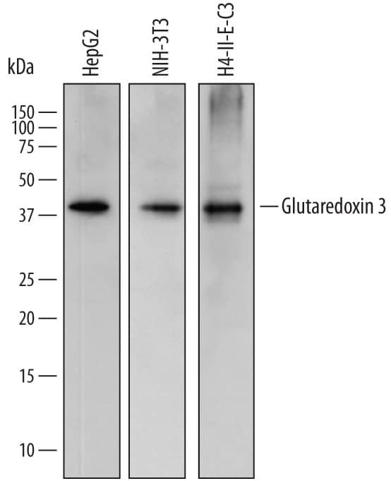 TXNL2 Antibody in Western Blot (WB)
