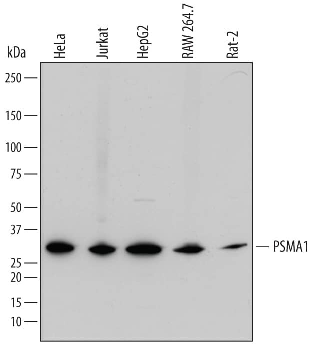 PSMA1 Antibody in Western Blot (WB)