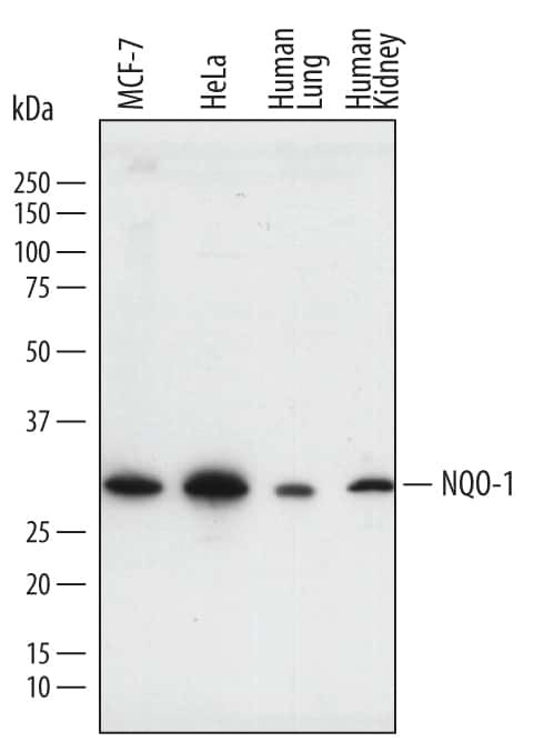 NQO1 Antibody in Western Blot (WB)