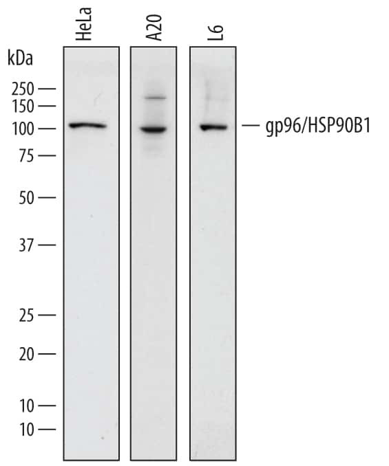 GRP94 Antibody in Western Blot (WB)
