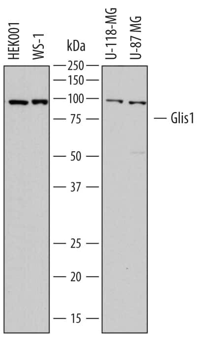 GLIS1 Antibody in Western Blot (WB)