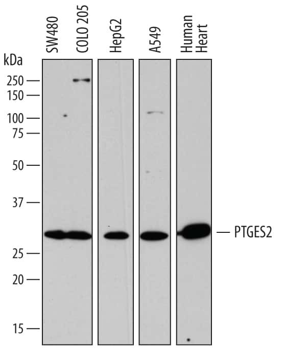 PTGES2 Antibody in Western Blot (WB)