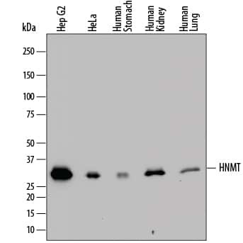 HNMT Antibody in Western Blot (WB)