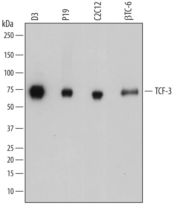 TCF3 Antibody in Western Blot (WB)