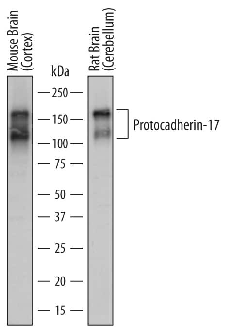 PCDH17 Antibody in Western Blot (WB)