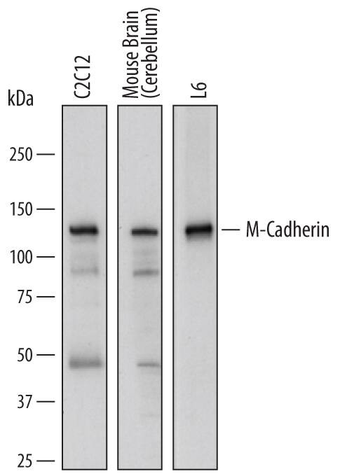 M-cadherin Antibody in Western Blot (WB)