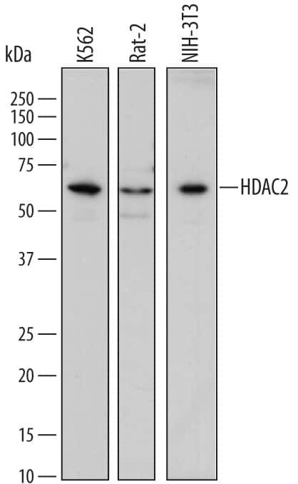 HDAC2 Antibody in Western Blot (WB)