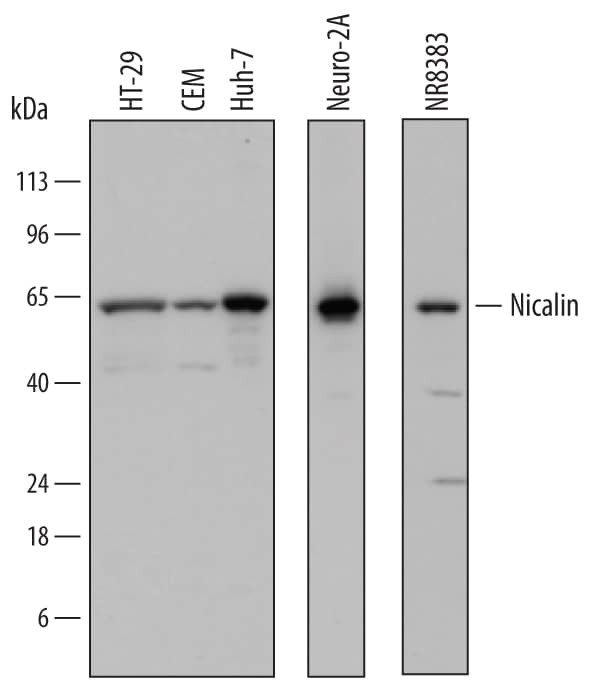 NCLN Antibody in Western Blot (WB)