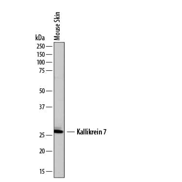 Kallikrein 7 Antibody in Western Blot (WB)