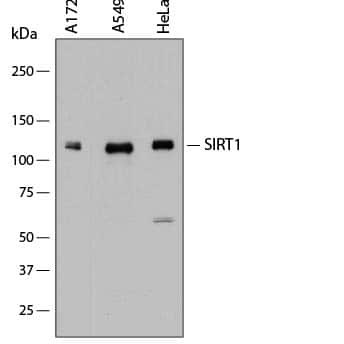 SIRT1 Antibody in Western Blot (WB)