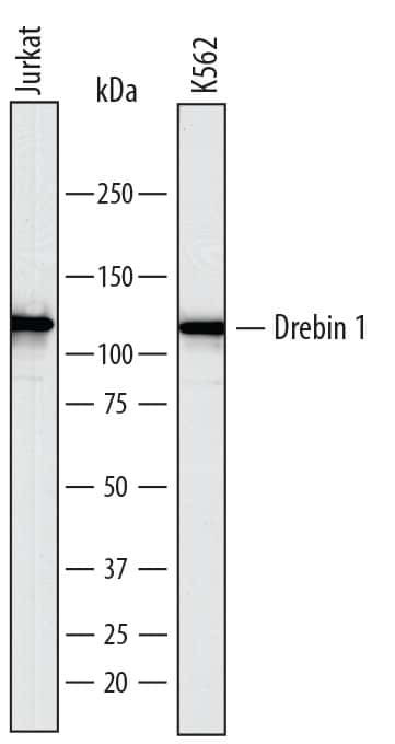 Drebrin Antibody in Western Blot (WB)