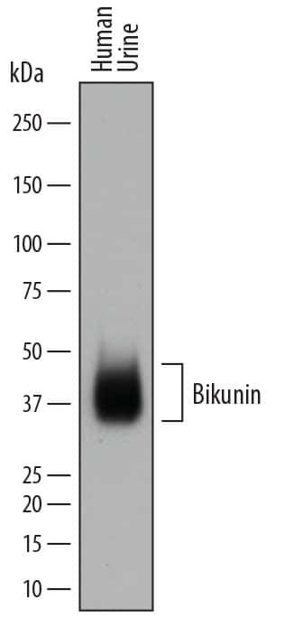 Bikunin Antibody in Western Blot (WB)