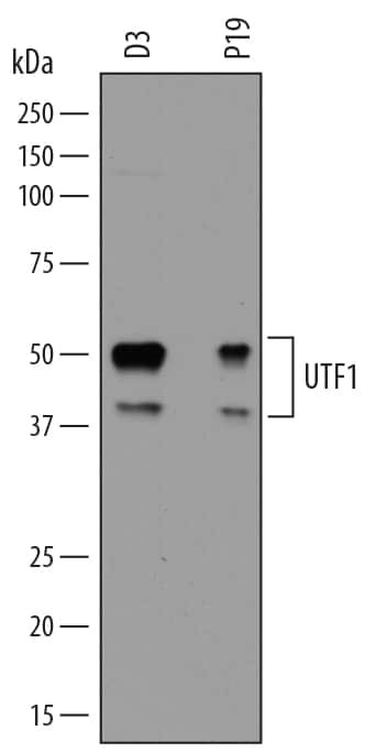 UTF1 Antibody in Western Blot (WB)