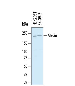 Afadin Antibody in Western Blot (WB)