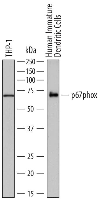 NCF2 Antibody in Western Blot (WB)