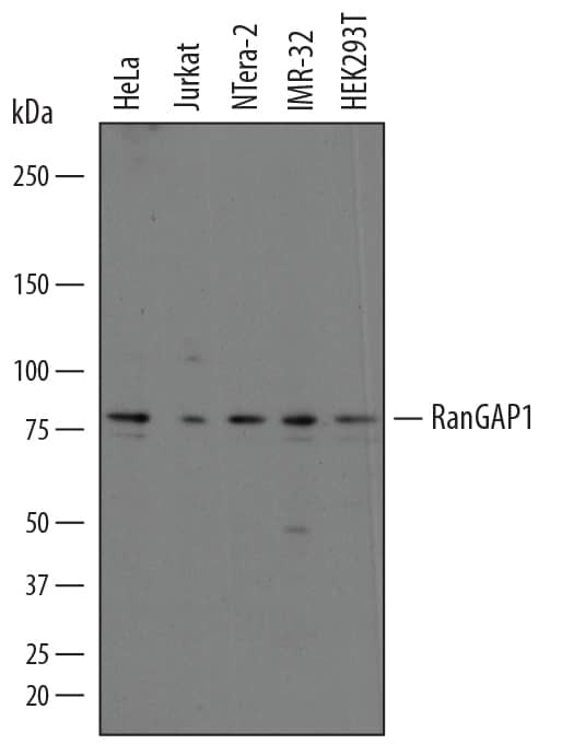 RANGAP1 Antibody in Western Blot (WB)