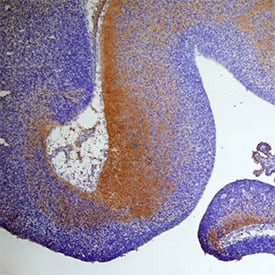 SECTM1 Antibody in Immunohistochemistry (Frozen) (IHC (F))
