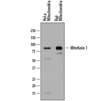 MFN1 Antibody in Western Blot (WB)