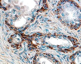 DIABLO Antibody in Immunohistochemistry (Paraffin) (IHC (P))