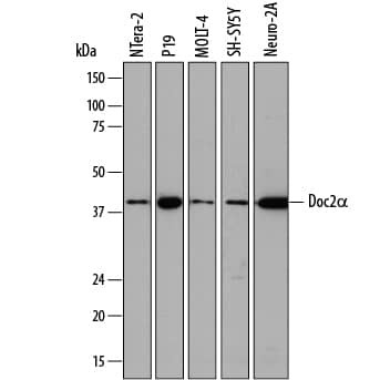 DOC2A Antibody in Western Blot (WB)